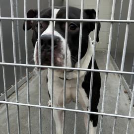 Photo for 154959 [Zenos]