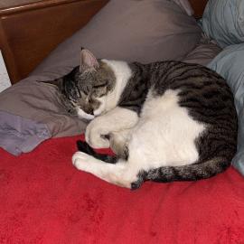 Photo for 154972 [Taz]