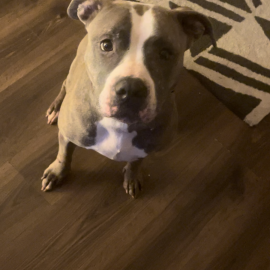 Photo for 154976 [Athena]