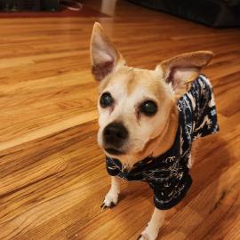 Photo for 154986 [Huey]