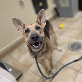 Photo for 155106 [Lolo]