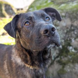 Photo for 155783 [Blackie]