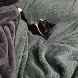 Photo for 155814 [Amethyst ]