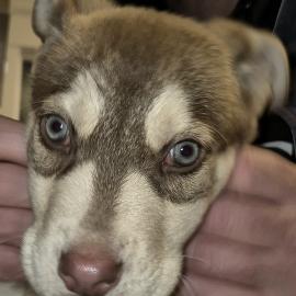 Photo for 155836 [Odin]