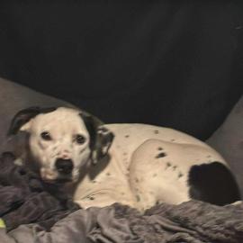 Photo for 155838 [Daisy Mae ]