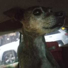 Photo for 155842 [Lucy]