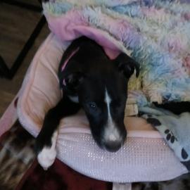 Photo for 155844 [Luna]