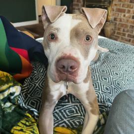 Photo for 155861 [Luna]