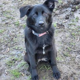 Photo for 155870 [Venus ]