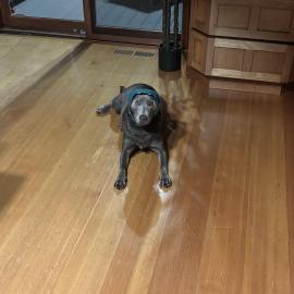 Photo for 155901 [Sage]