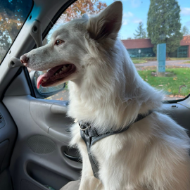 Photo for 155953 [Buddy]