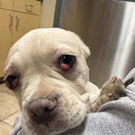 Photo for 156006 [380426]