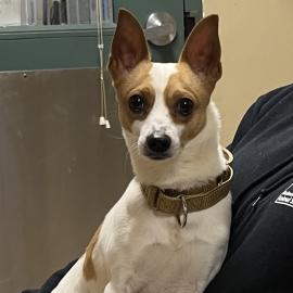 Photo for 156010 [Bruno]