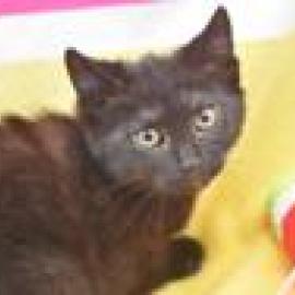 Photo for 156012 [Kitten]