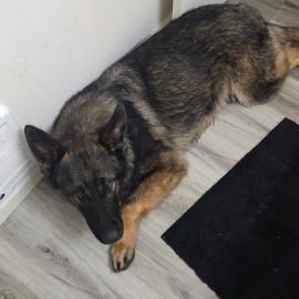 Photo for 156030 [Alfa]