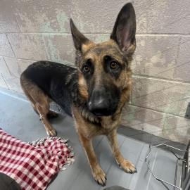 Photo for 156059 [Gardenia]