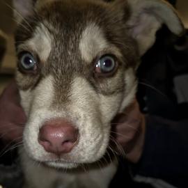 Photo for 156095 [Odin ]