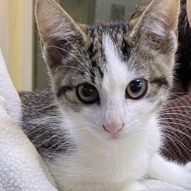 Photo for 156097 [247575]