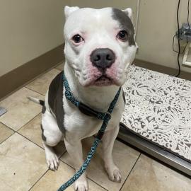 Photo for 156101 [380489]