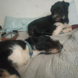 Photo for 156111 [Dip stick]