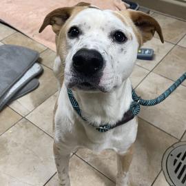 Photo for 156122 [Mr. Valentine]