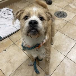 Photo for 156126 [Ziggy]