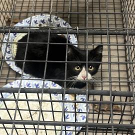 Photo for 156128 [380500]