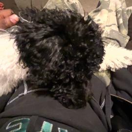 Photo for 156130 [Bubu(buh buh)]