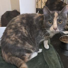 Photo for 156132 [380501]