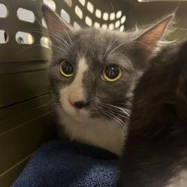 Photo for 156138 [380504]