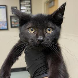 Photo for 156140 [380508]