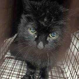 Photo for 156199 [380610]