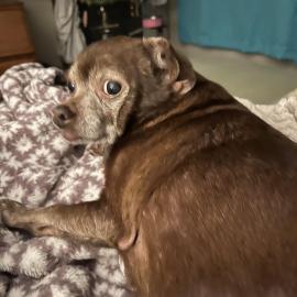 Photo for 156203 [Jasmine ]