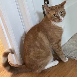 Photo for 156226 [Fergus "Gus"]