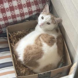 Photo for 156275 [Gino]