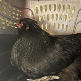 Photo for 156297 [Obsidian]