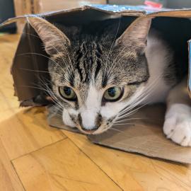 Photo for 156308 [Klawde]