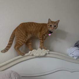 Photo for 156363 [milo]