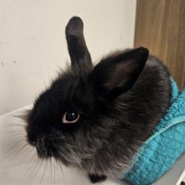 Photo for 156430 [Dusty]