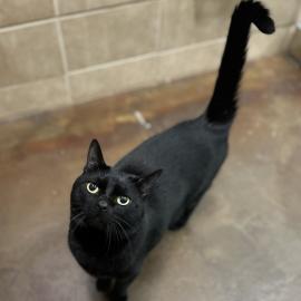 Photo for 156455 [Salem]