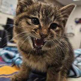 Photo for 156484 [381060]