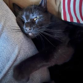 Photo for 156495 [Sirius]