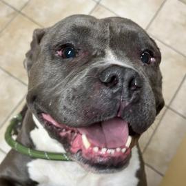 Photo for 156501 [Pebbles]