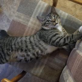 Photo for 156503 [Rocky]