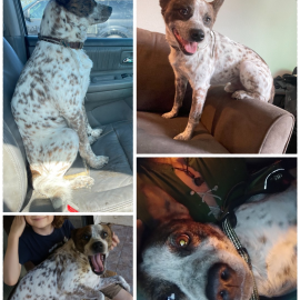 Photo for 156514 [Atlas]