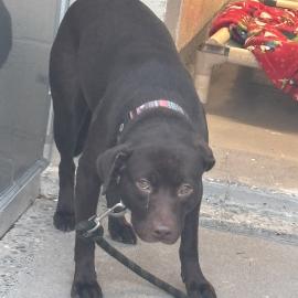 Photo for 156529 [Freya]