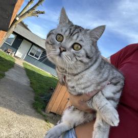 Photo for 156533 [Mochi]