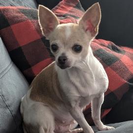 Photo for 156563 [Bubbles ]