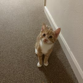 Photo for 156851 [Taz]