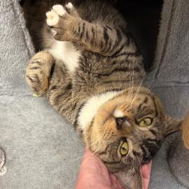 Photo for 156924 [Cloak]